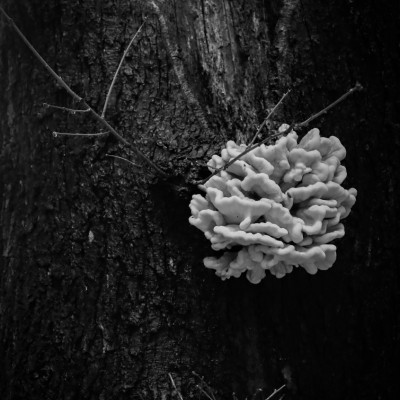 Wald (07/2023)